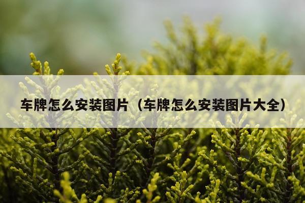 车牌怎么安装图片（车牌怎么安装图片大全）
