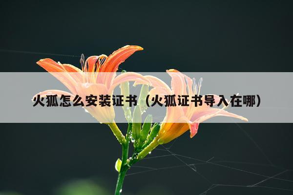 火狐怎么安装证书(火狐证书导入在哪)