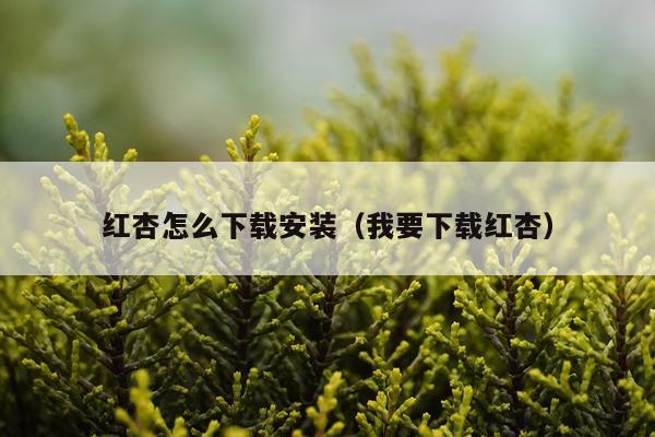 红杏怎么下载安装(我要下载红杏)