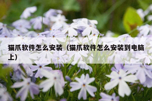 猫爪软件怎么安装(猫爪软件怎么安装到电脑上)