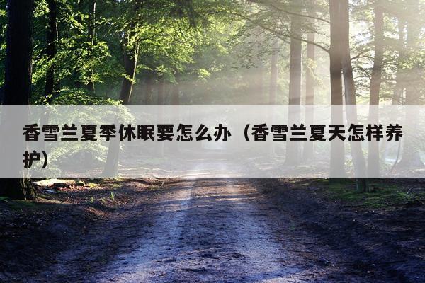香雪兰夏季休眠要怎么办（香雪兰夏天怎样养护）