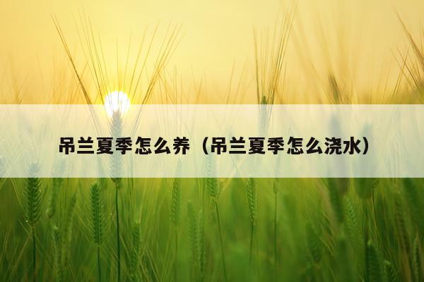 吊兰夏季怎么养（吊兰夏季怎么浇水）