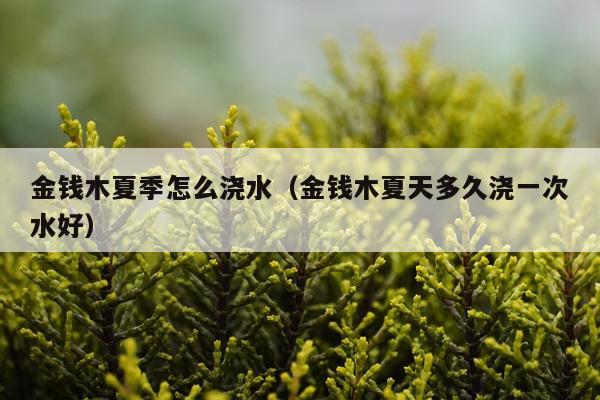 金钱木夏季怎么浇水（金钱木夏天多久浇一次水好）