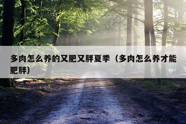 多肉怎么养的又肥又胖夏季（多肉怎么养才能肥胖）