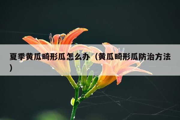 夏季黄瓜畸形瓜怎么办（黄瓜畸形瓜防治方法）