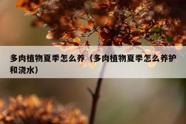 多肉植物夏季怎么养（多肉植物夏季怎么养护和浇水）