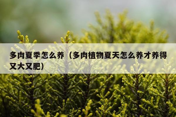 多肉夏季怎么养（多肉植物夏天怎么养才养得又大又肥）